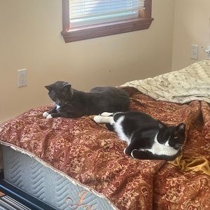 Meet your Posher, Firsan